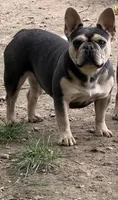 Dory, a female French Bulldog for sale in Flippin, AR – 1 of 1