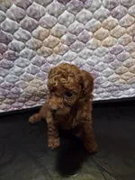 Chloe, a female Poodle - Miniature  for sale in Anaheim, CA – 5 of 6