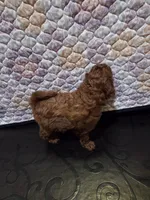 Chloe, a female Poodle - Miniature  for sale in Anaheim, CA – 2 of 6