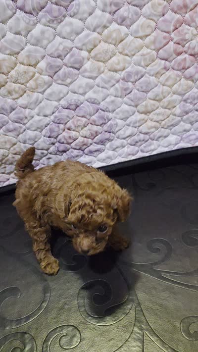Tiffany , a female Poodle - Miniature  for sale in Anaheim, CA – 4 of 6