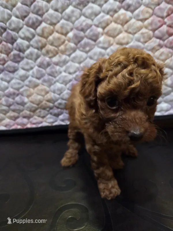 Chloe – Poodle - Miniature  puppy for sale in Anaheim, CA