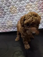 Chloe, a female Poodle - Miniature  for sale in Anaheim, CA – 1 of 6