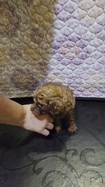 Hermes, a male Poodle - Miniature  for sale in Anaheim, CA – 5 of 5