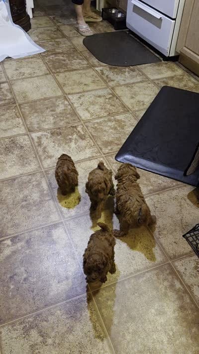 Valentino, a male Poodle - Toy  for sale in Anaheim, CA – 6 of 6