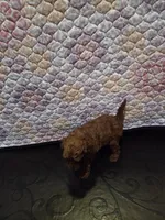Hermes, a male Poodle - Miniature  for sale in Anaheim, CA – 4 of 5