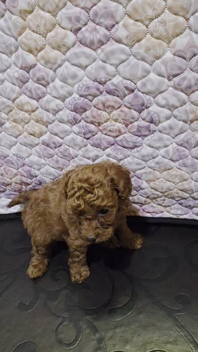 Chloe, a female Poodle - Miniature  for sale in Anaheim, CA – 6 of 6