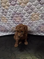 Chloe, a female Poodle - Miniature  for sale in Anaheim, CA – 4 of 6
