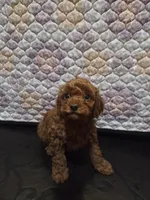 Valentino, a male Poodle - Toy  for sale in Anaheim, CA – 3 of 6