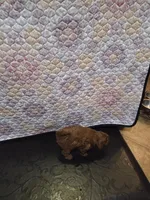 Valentino, a male Poodle - Toy  for sale in Anaheim, CA – 4 of 6
