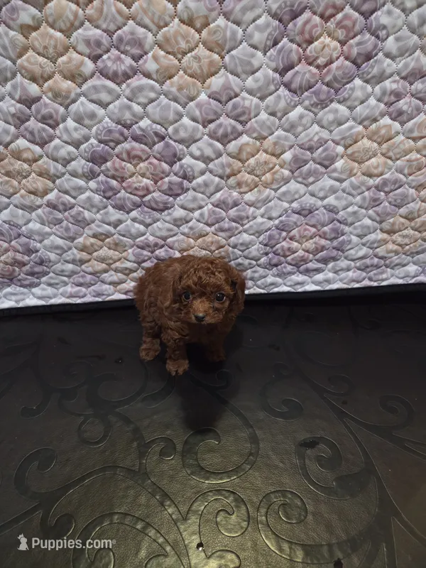 Tiffany  – Poodle - Miniature  puppy for sale in Anaheim, CA