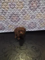 Tiffany , a female Poodle - Miniature  for sale in Anaheim, CA – 1 of 6
