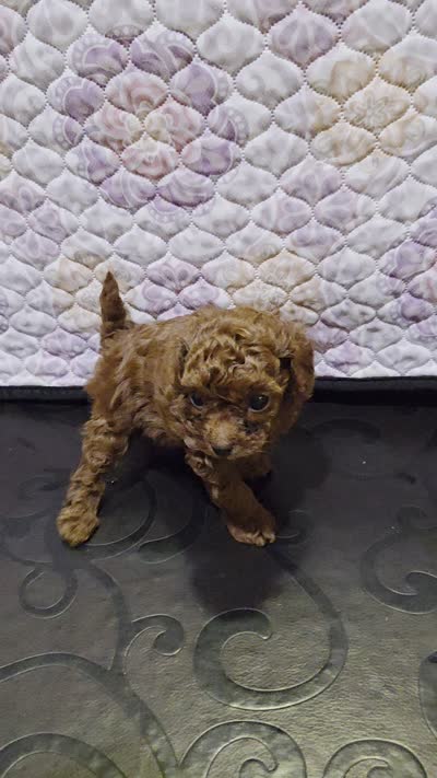 Tiffany , a female Poodle - Miniature  for sale in Anaheim, CA – 5 of 6