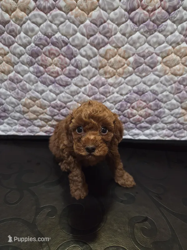 Valentino – Poodle - Toy  puppy for sale in Anaheim, CA