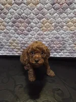 Valentino, a male Poodle - Toy  for sale in Anaheim, CA – 1 of 6