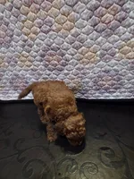 Valentino, a male Poodle - Toy  for sale in Anaheim, CA – 2 of 6