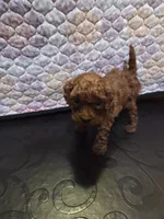 Hermes, a male Poodle - Miniature  for sale in Anaheim, CA – 2 of 5