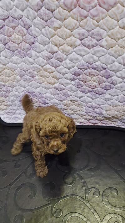 Valentino, a male Poodle - Toy  for sale in Anaheim, CA – 5 of 6