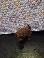 Tiffany , a female Poodle - Miniature  for sale in Anaheim, CA – 3 of 6