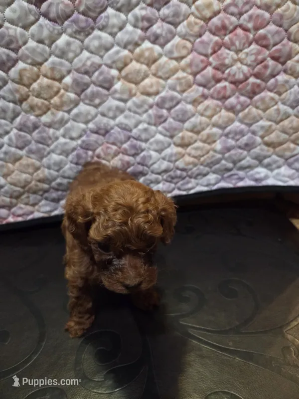 Hermes – Poodle - Miniature  puppy for sale in Anaheim, CA