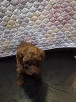 Hermes, a male Poodle - Miniature  for sale in Anaheim, CA – 1 of 5