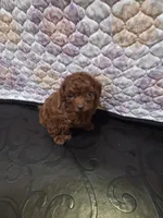 Tiffany , a female Poodle - Miniature  for sale in Anaheim, CA – 2 of 6