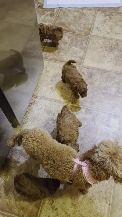 Chloe, a female Poodle - Miniature  for sale in Anaheim, CA – 3 of 6