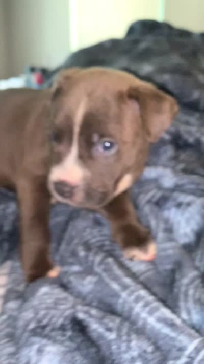 Maple, a female Chow Chow and American Pit Bull Terrier for sale in Charlotte, NC – 1 of 1