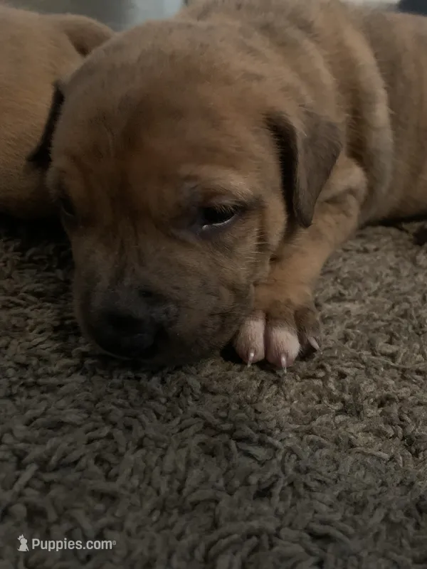 Jr – Chow Chow, American Pit Bull Terrier puppy for sale in Charlotte, NC