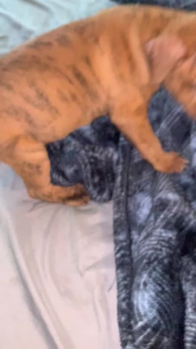 Jr, a male Chow Chow and American Pit Bull Terrier for sale in Charlotte, NC – 1 of 1
