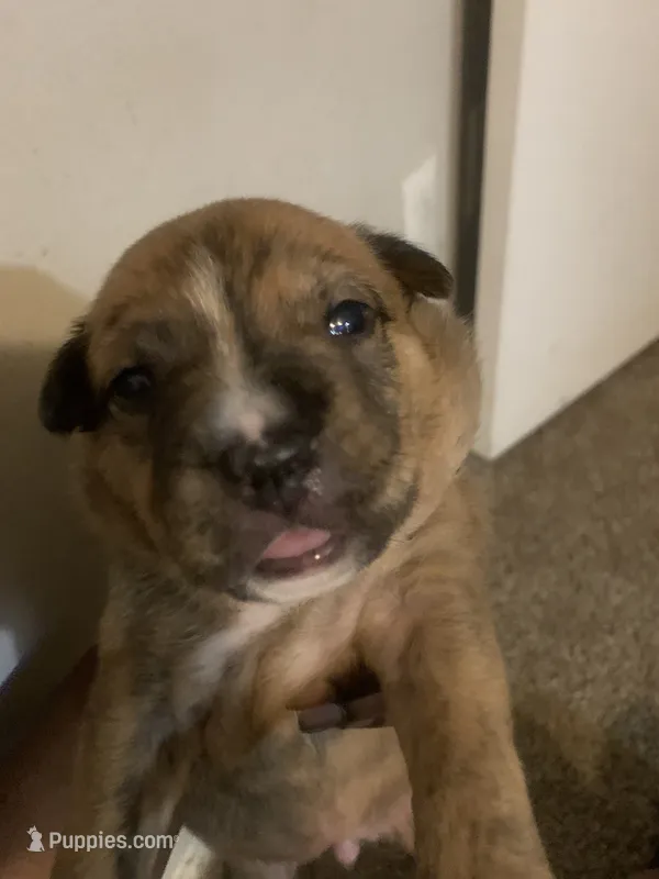 Carmen – Chow Chow, American Pit Bull Terrier puppy for sale in Charlotte, NC