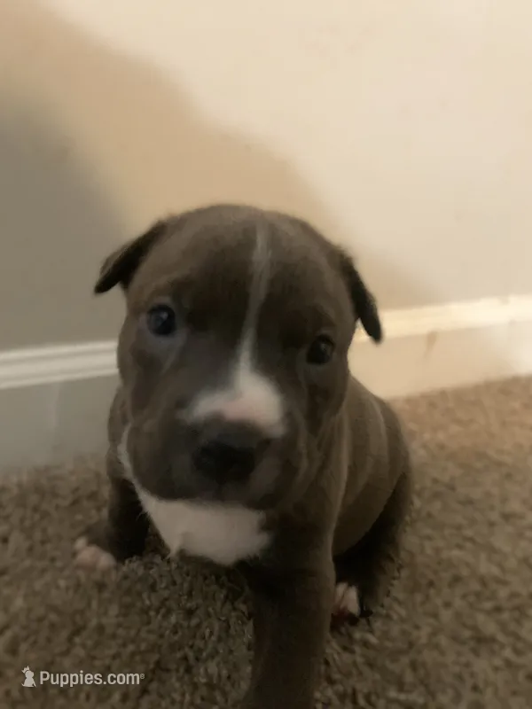 Maple – Chow Chow, American Pit Bull Terrier puppy for sale in Charlotte, NC