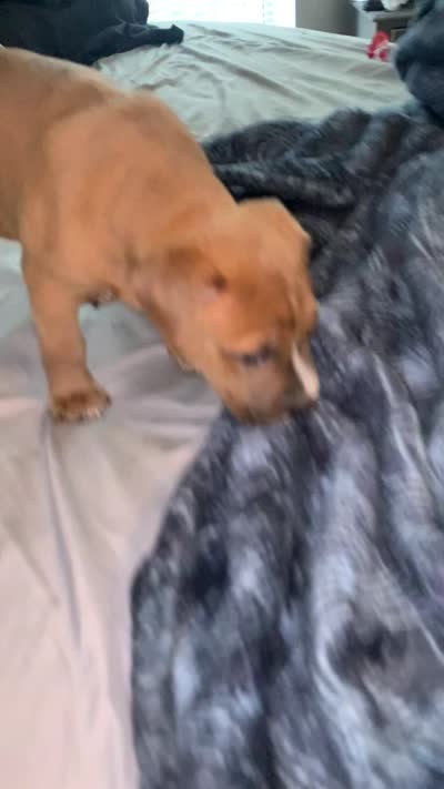 Sassy, a female Chow Chow and American Pit Bull Terrier for sale in Charlotte, NC – 1 of 1