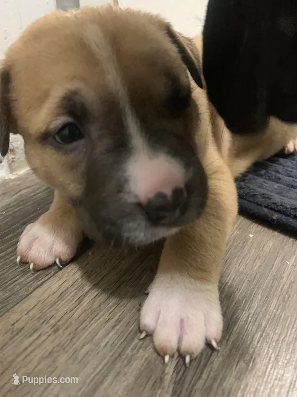 Lady  – Chow Chow, American Pit Bull Terrier puppy for sale in Charlotte, NC