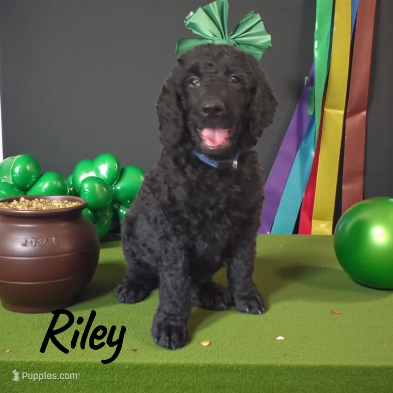 Riley, a male Poodle - Standard  for sale in Clewiston, FL – Photo 1 of 1