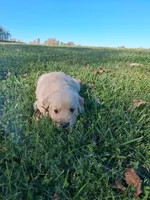 Oakley, a male Golden Retriever for sale in Imlay City, MI – 4 of 10