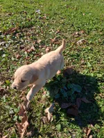 Pumpkin, a female Golden Retriever for sale in Imlay City, MI – 9 of 9