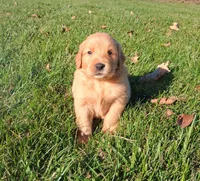 Autumn, a female Golden Retriever for sale in Imlay City, MI – 10 of 10