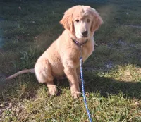 Apollo, a male Golden Retriever for sale in Imlay City, MI – 9 of 10