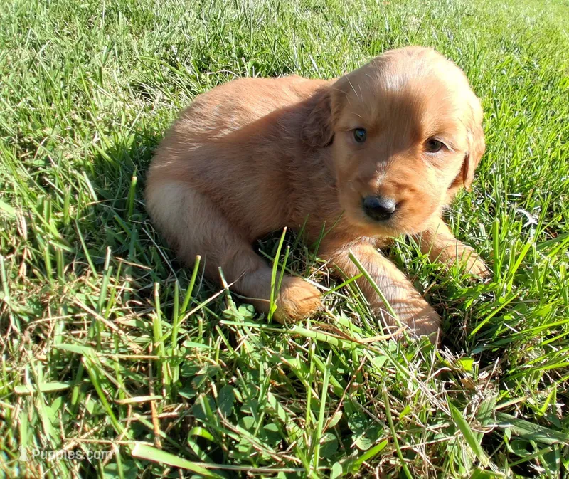 Ginger – Golden Retriever puppy for sale in Imlay City, MI