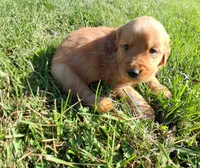 Ginger, a female Golden Retriever for sale in Imlay City, MI – 1 of 2