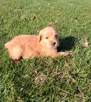 Autumn, a female Golden Retriever for sale in Imlay City, MI – 3 of 10