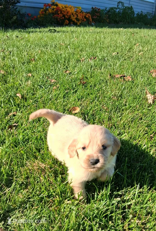 Pumpkin – Golden Retriever puppy for sale in Imlay City, MI