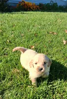 Pumpkin, a female Golden Retriever for sale in Imlay City, MI – 1 of 9