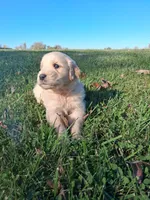 Oakley, a male Golden Retriever for sale in Imlay City, MI – 3 of 10