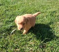 Honey, a female Golden Retriever for sale in Imlay City, MI – 2 of 4