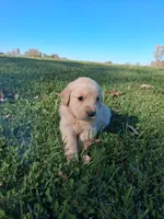 Oakley, a male Golden Retriever for sale in Imlay City, MI – 2 of 10