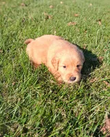 Autumn, a female Golden Retriever for sale in Imlay City, MI – 2 of 10