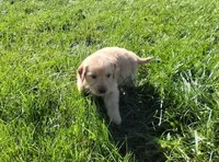 Blaze, a male Golden Retriever for sale in Imlay City, MI – 7 of 8