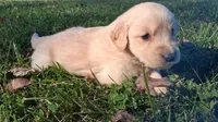 Oakley, a male Golden Retriever for sale in Imlay City, MI – 6 of 10