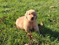 Autumn, a female Golden Retriever for sale in Imlay City, MI – 6 of 10